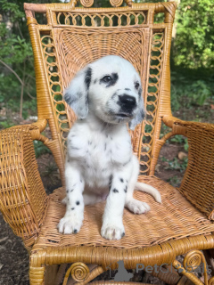 Photo №3. Adorable chiot dalmatien de race pure à la recherche d'un foyer pour toujours. Allemagne