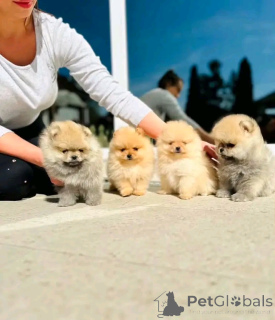 Photo №1. spitz nain - à vendre en ville de Bruxelles | Gratuit | Annonce №174947