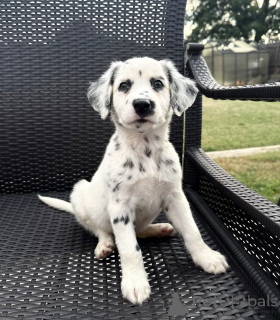 Photo №2 de l'annonce № 177684 de la vente dalmatien - acheter à Allemagne éleveur