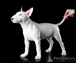 Photo №2 de l'annonce № 34492 de la vente bull terrier - acheter à Fédération de Russie de la fourrière