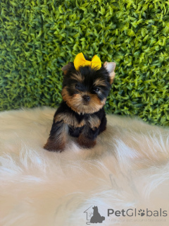 Photo №4. Je vais vendre yorkshire terrier en ville de Prague. éleveur - prix - négocié