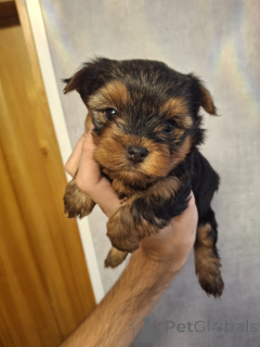 Photo №2 de l'annonce № 158149 de la vente biewer yorkshire terrier, yorkshire terrier - acheter à Estonie annonce privée, de la fourrière, éleveur