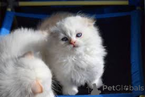 Photo №1. munchkin - à vendre en ville de Amsterdam | 500€ | Annonce № 160776