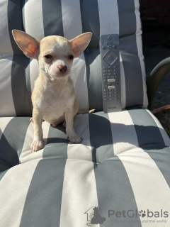 Photo №1. chihuahua - à vendre en ville de Florida | 473€ | Annonce №55155