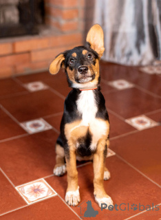 Photo №1. chien bâtard - à vendre en ville de Moskova | Gratuit | Annonce №169143