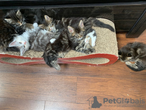 Photo №3. Beaux chatons Maine Coon à vendre. Fédération de Russie