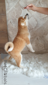 Photos supplémentaires: Chiot Akita Inu