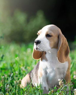 Photo №1. beagle - à vendre en ville de Quakenbrück | 400€ | Annonce №103661