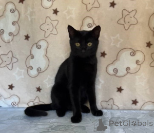 Photo №1.  - à vendre en ville de Minsk | Gratuit | Annonce № 164930