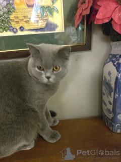 Photo №3. Superbes chatons bleus britanniques femelles et mâles. La Grande-Bretagne