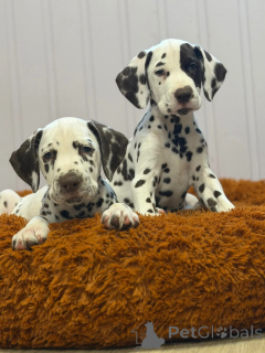 Photo №2 de l'annonce № 178539 de la vente dalmatien - acheter à Allemagne éleveur