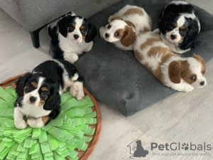 Photo №3. Cavalier King Charles Spaniel. Allemagne