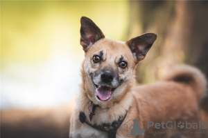 Photos supplémentaires: Le petit chien Suri est entre de bonnes mains.