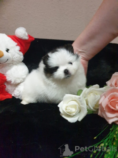 Photo №1. spitz nain - à vendre en ville de Monaco | négocié | Annonce №167142