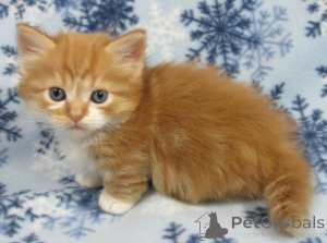 Photo №1. munchkin - à vendre en ville de À La Haye | négocié | Annonce № 172260