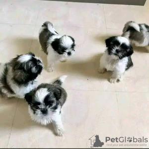 Photo №1. shih tzu - à vendre en ville de Malbork | 369€ | Annonce №13587