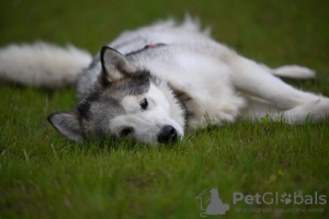 Photo №4. Je vais vendre malamute de l'alaska en ville de Москва. de l'abri - prix - Gratuit