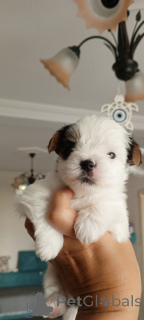 Photo №2 de l'annonce № 156722 de la vente biewer yorkshire terrier - acheter à Turquie éleveur