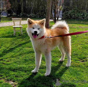 Photo №3. Marija Stamenković. Serbie