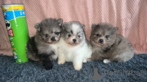 Photo №3. Pennut Poméranien - Myytävänä. La finlande