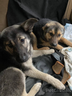 Photos supplémentaires: Adorable chiot Amur entre de bonnes mains