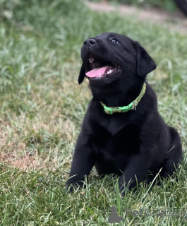 Photo №1. labrador retriever - à vendre en ville de Dallas | 319€ | Annonce №146093