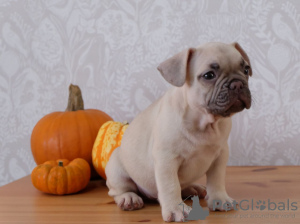 Photo №2 de l'annonce № 108113 de la vente bouledogue - acheter à Allemagne annonce privée, éleveur