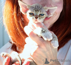 Photo №2 de l'annonce № 171386 de la vente devon rex - acheter à Pologne annonce privée