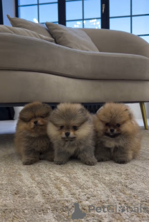 Photo №1. spitz allemand - à vendre en ville de Zurzach | 580€ | Annonce №143525