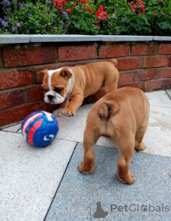 Photo №2 de l'annonce № 139211 de la vente bulldog anglais - acheter à USA éleveur