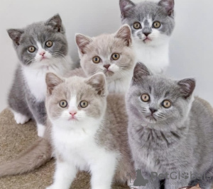 Photo №1. british shorthair - à vendre en ville de Zagreb | 237€ | Annonce № 115347