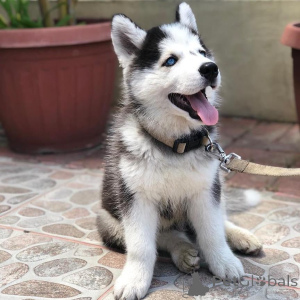 Photo №3. Beaux chiots husky à vendre. Allemagne