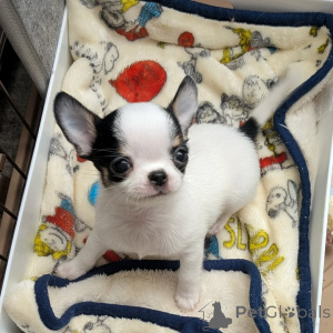 Photo №1. chihuahua - à vendre en ville de Helsinki | 500€ | Annonce №163643