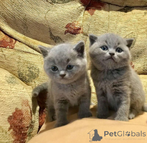 Photo №1. british shorthair - à vendre en ville de Deutsch-wagram | 350€ | Annonce № 171020