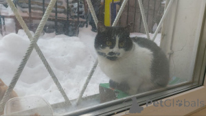 Photo №4. Je vais vendre  en ville de Rivière moscou. annonce privée - prix - Gratuit