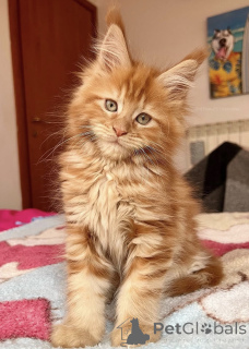Photo №2 de l'annonce № 174785 de la vente maine coon - acheter à Australie annonce privée
