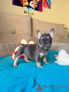 Photo №1. bouledogue - à vendre en ville de Munich | négocié | Annonce №171253