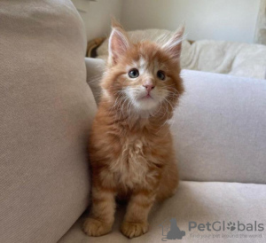 Photo №2 de l'annonce № 83674 de la vente maine coon - acheter à USA annonce privée