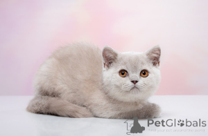 Photo №2 de l'annonce № 141397 de la vente british shorthair - acheter à Fédération de Russie de la fourrière, éleveur