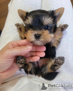 Photo №4. Je vais vendre yorkshire terrier en ville de Berlin. annonce privée - prix - 203€