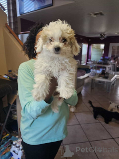 Photo №1. maltipu - à vendre en ville de Brême | 900€ | Annonce №150137