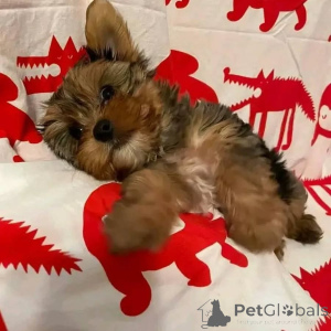Photo №1. yorkshire terrier - à vendre en ville de Berlin | 550€ | Annonce №164798