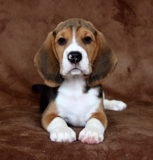 Photo №1. beagle - à vendre en ville de Saint-Pétersbourg | 716€ | Annonce №2029