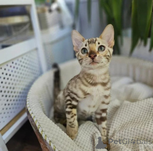 Photo №1. bengal - à vendre en ville de Tilleul | 350€ | Annonce № 177734