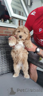 Photo №2 de l'annonce № 140839 de la vente chien bâtard - acheter à USA annonce privée