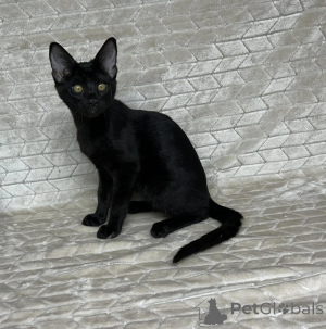 Photo №3. Excellents chatons abyssins disponibles pour tout bon foyer. Grèce