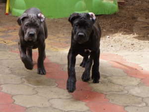 Photo №1. cane corso - à vendre en ville de Krasnodar | 231€ | Annonce №6107