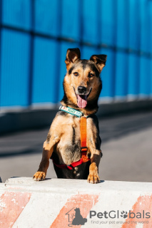 Photo №4. Je vais vendre chien bâtard en ville de Москва. de l'abri - prix - Gratuit