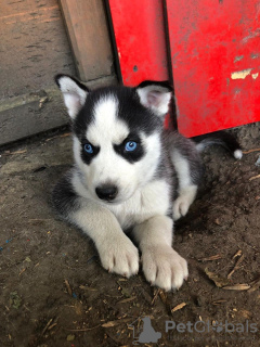 Photo №3. Chiots Husky Sibérien vaccinés avec entraînement à domicile. Allemagne