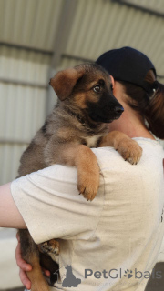 Photo №3. Les chiots recherchent une maison. Fédération de Russie